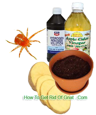 How can you get rid of fungus gnats?